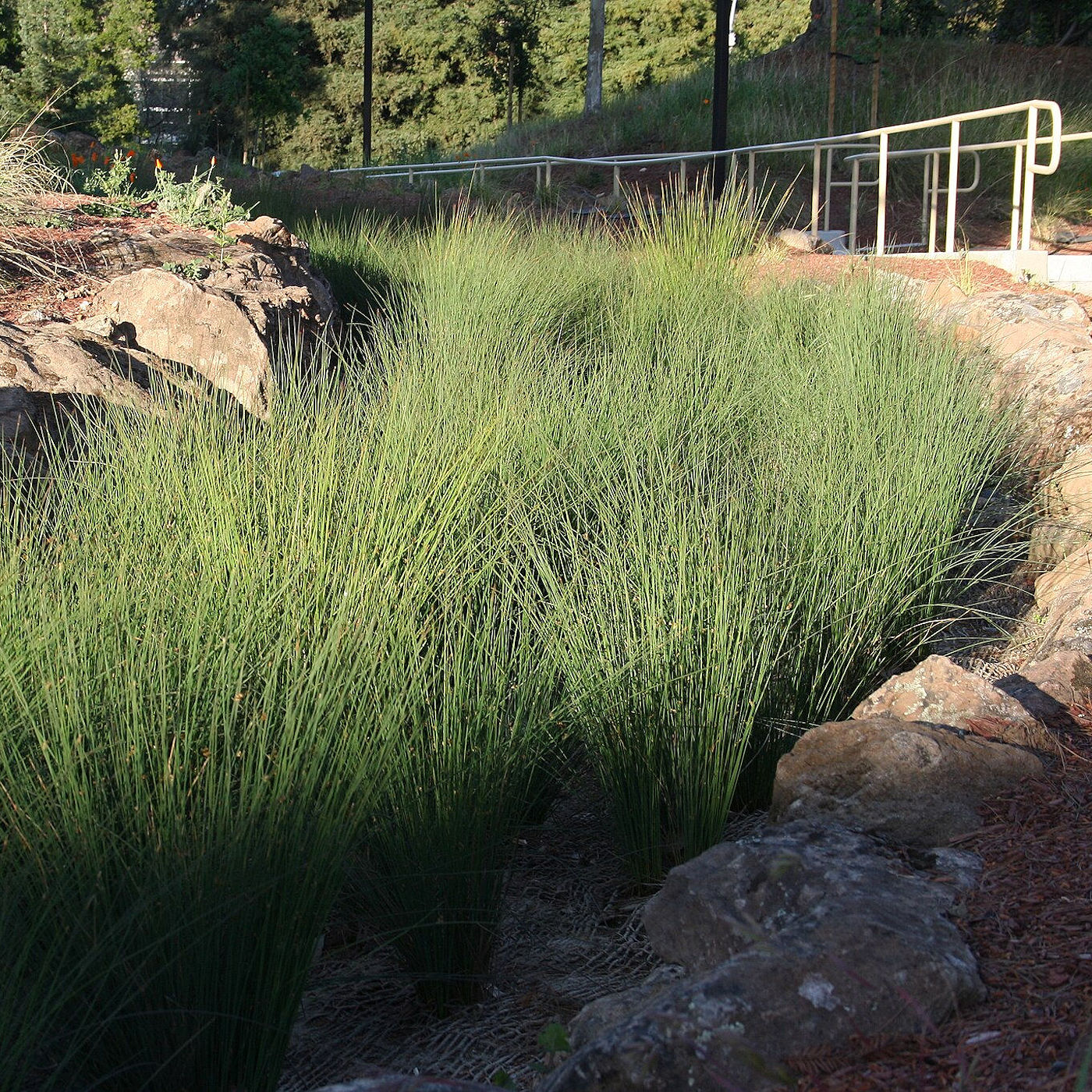 Bioswale Stormwater Management - Naturescape Rainscaping by Texoma Excavation & Construction – Texomaland & North Texas