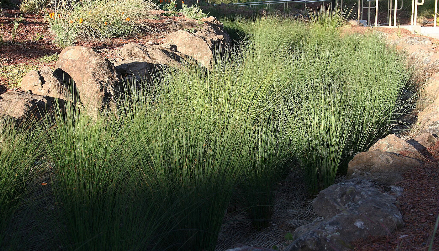 Bioswale Stormwater Management - Naturescape Rainscaping by Texoma Excavation & Construction – Texomaland & North Texas
