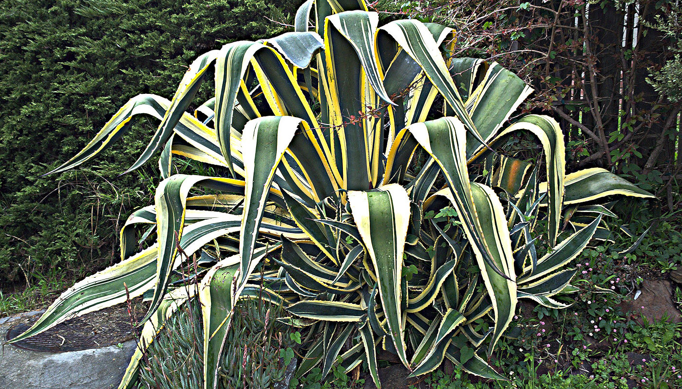 Agave mericana - Dry Creek Bed Plants - Texoma Excavation & Construction