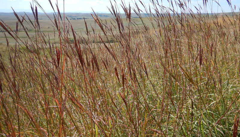 Big Bluestem (Andropogon gerardii)- Plants for Rain Gardens