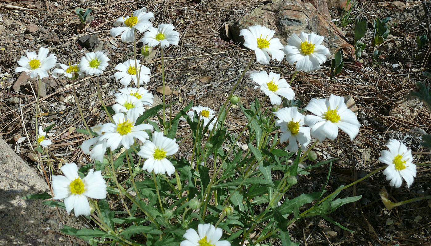 Blackfoot Daisy or Melampodium - Texoma Excavation & Constructionleucanthum