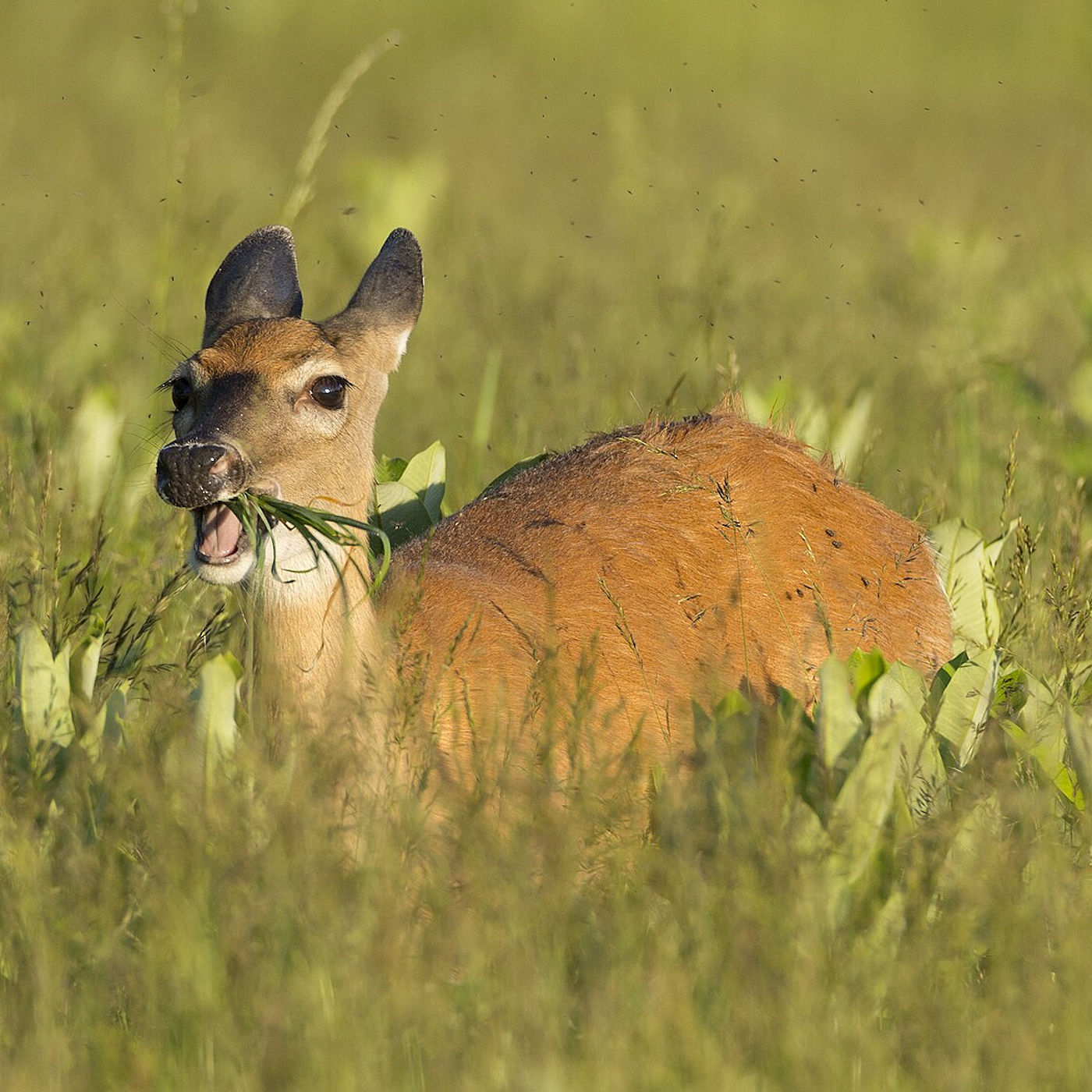Attracting wildlife to certain landscaping features – Deer eating meadow grass – Texomaland & North Texas Attracting wildlife to certain landscaping features - Deer eating meadow grass – Texomaland & North Texas