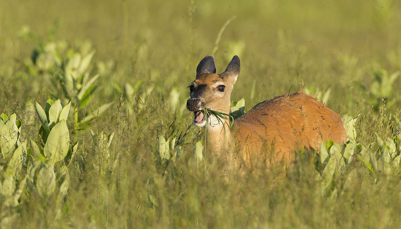 Attracting wildlife to certain landscaping features – Deer eating meadow grass – Texomaland & North Texas Attracting wildlife to certain landscaping features - Deer eating meadow grass – Texomaland & North Texas