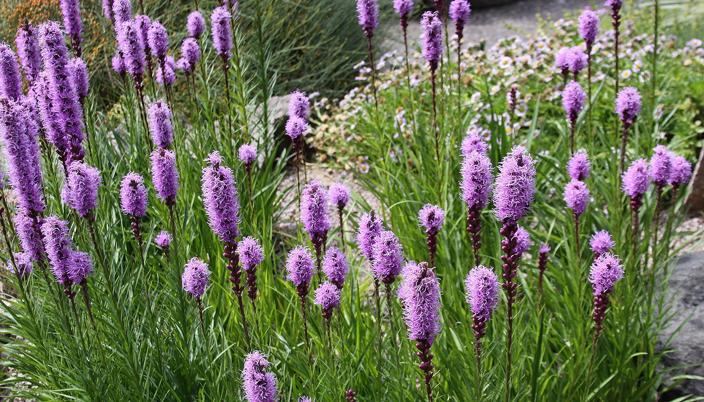 Blazing Star (Liatris spicata) - Oklahoma Rain Garden Plants
