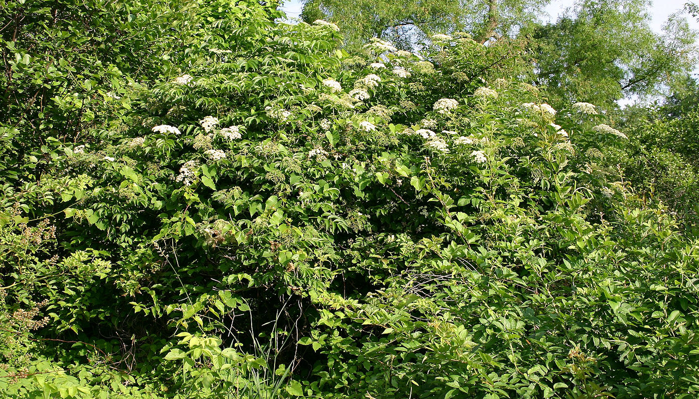 Elderberry (Sambucus canadensis) - Rain Garden Plants