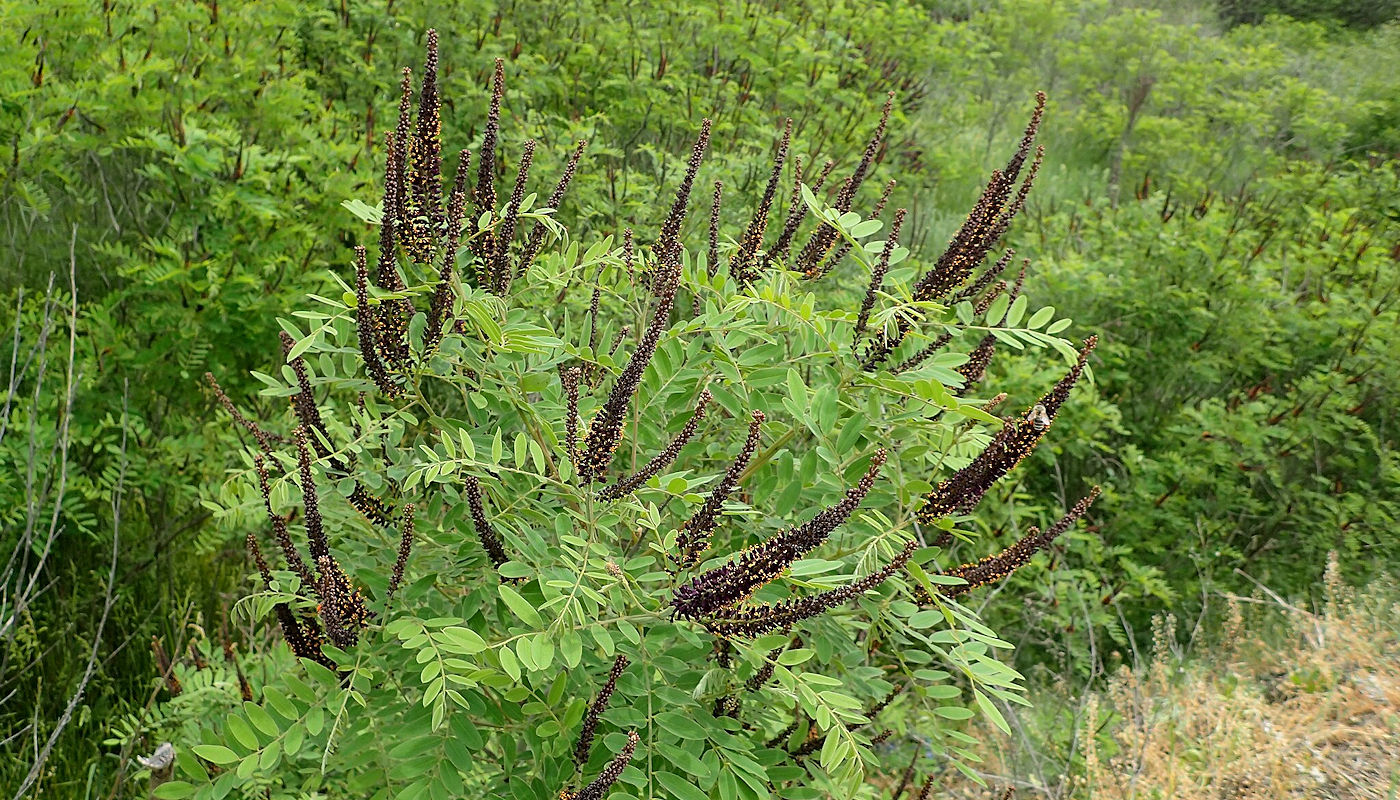 False Indigo (Amorpha fruticosa) - Rain Garden Plants