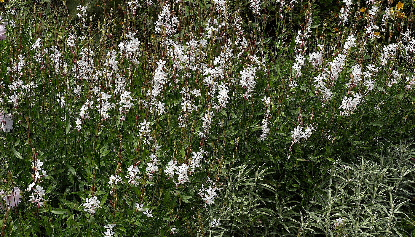 Gaura (Gaura lindheimeri) - Rain Garden Plants