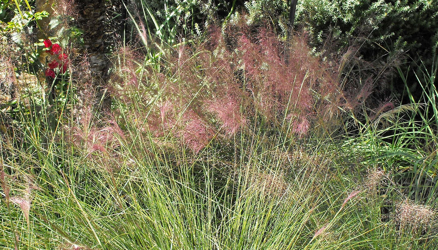 Gulf Muhly or Muhlenbergia capillaris - Texoma Excavation & Construction