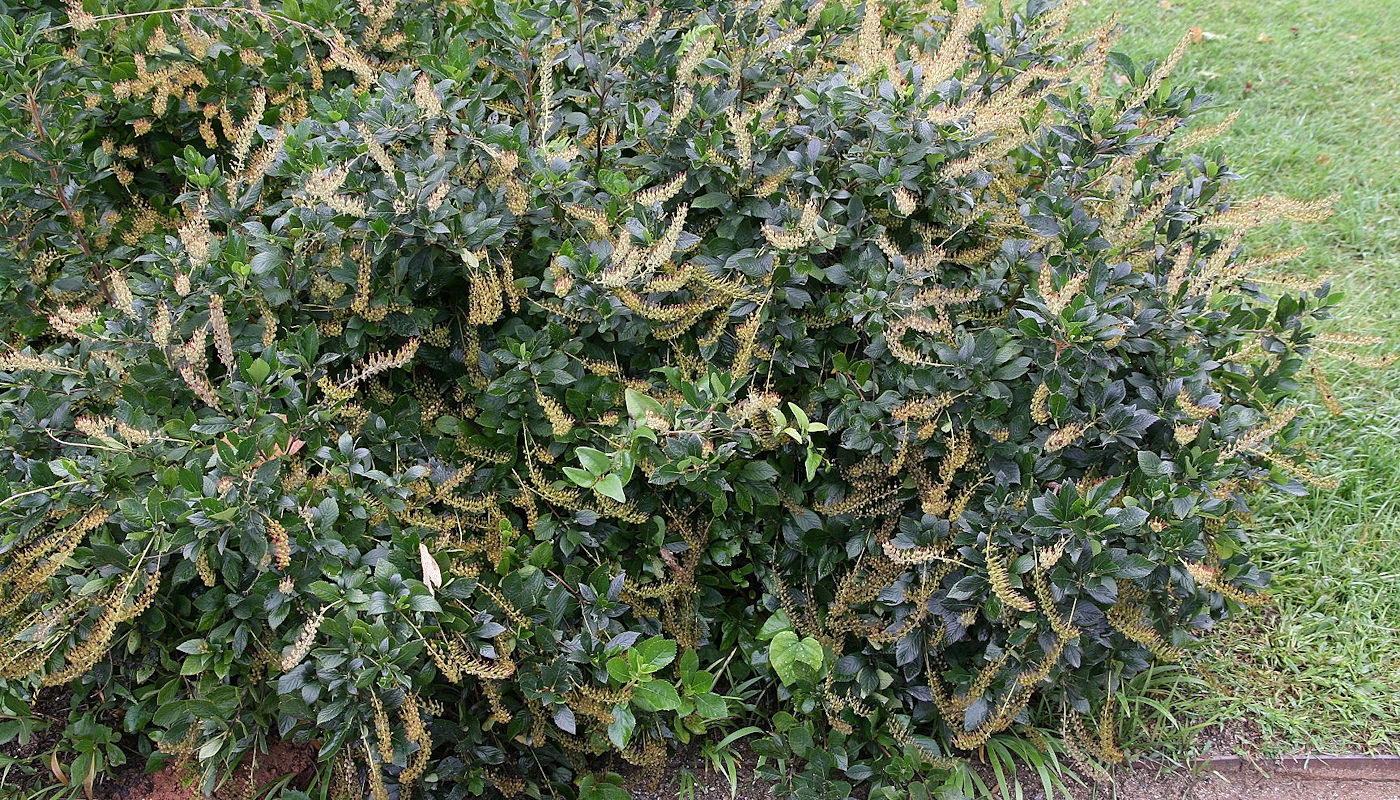 Hummingbird Summersweet (Clethra alnifolia ‘Hummingbird’) - Plants for Rain Gardens