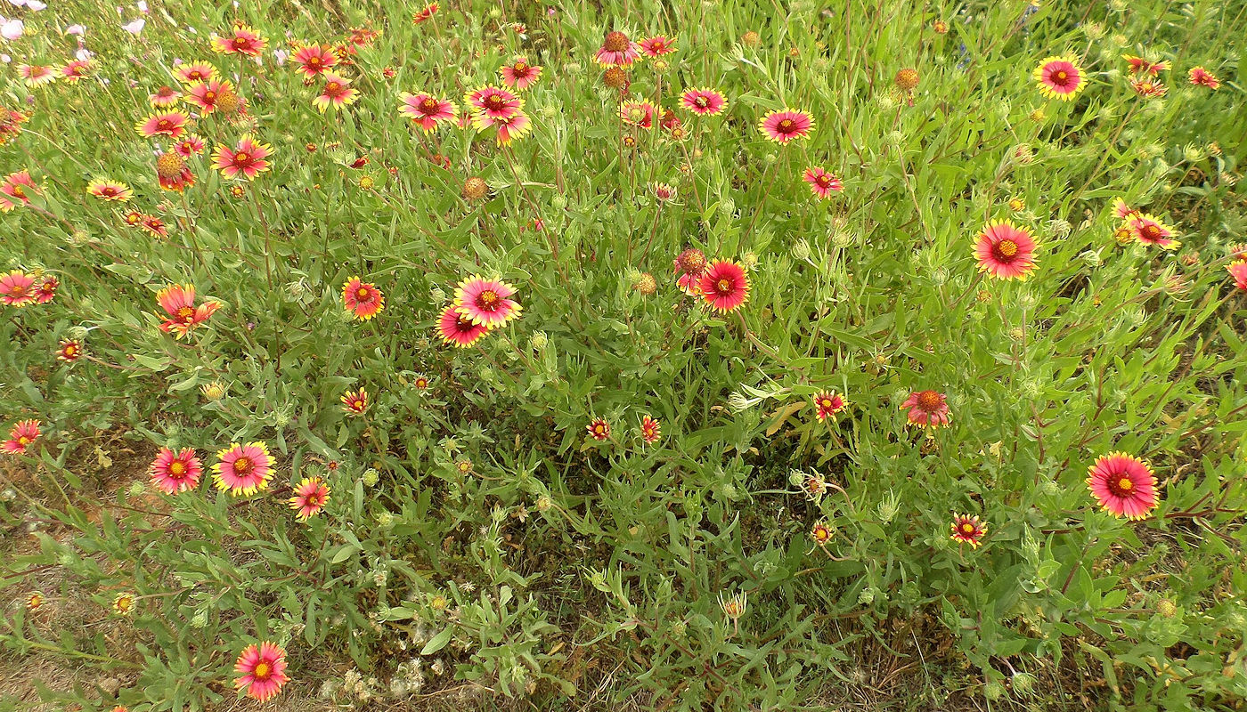 Indian Blanket (Gaillardia pulchella) - Rain Garden Plants