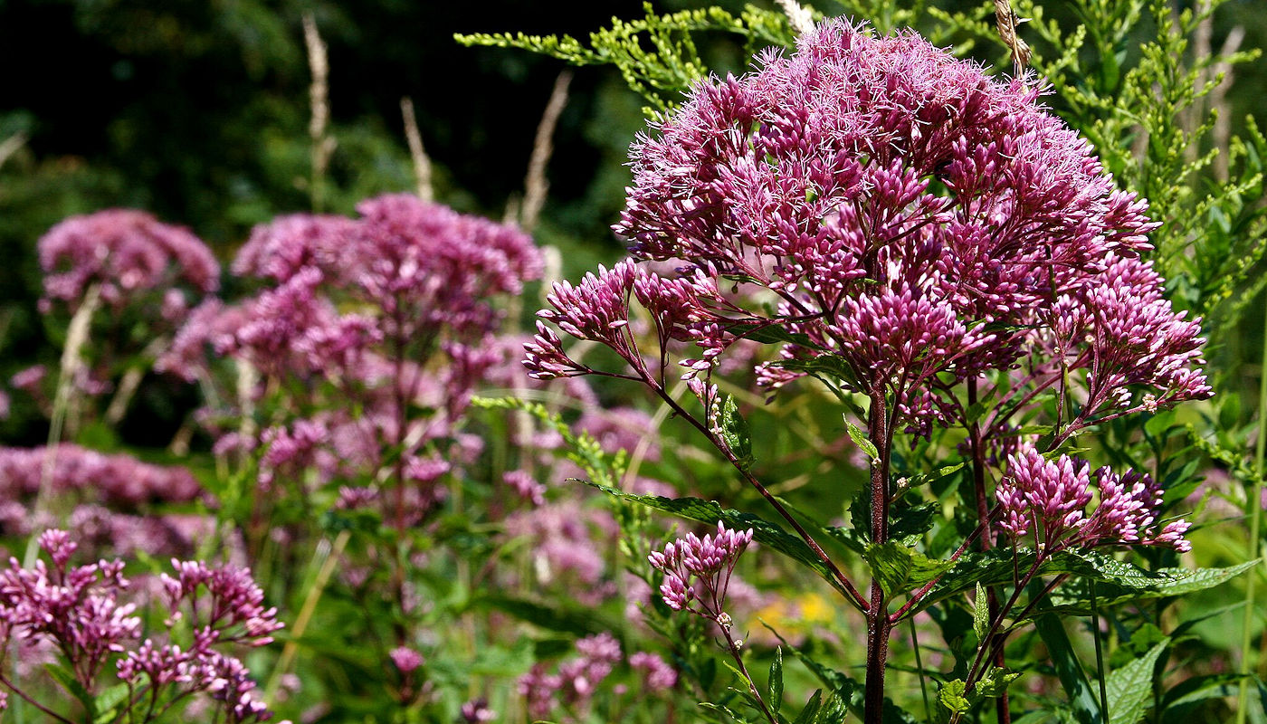 Joe Pye weed (Eupatorium) - Plants for Rain Gardens