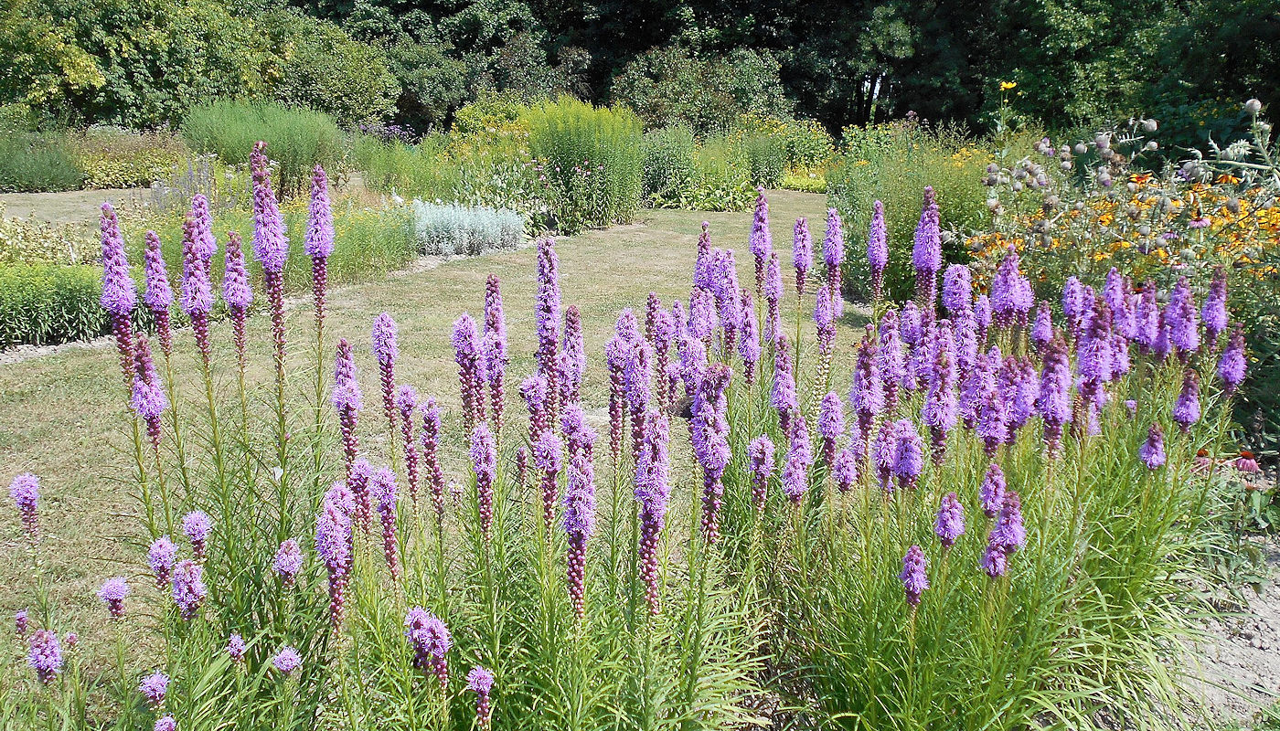 Liatris spicata - Dry Creek Bed Plants - Texoma Excavation & Construction