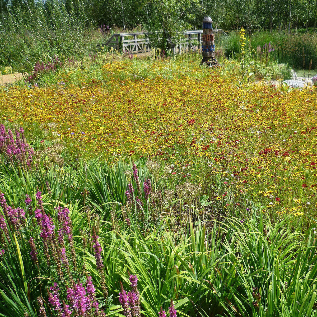 Add a Rain Garden for Drainage Control & Landscaping Beauty