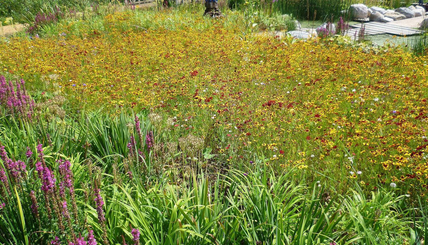 Add a Rain Garden for Drainage Control & Landscaping Beauty – Texomaland & North Texas