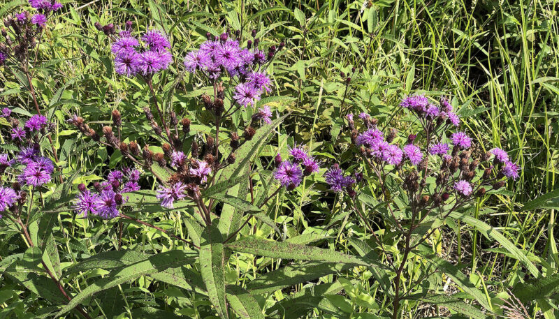 New York ironweed (Vernonia noveboracensis) - Plants for Rain Gardens