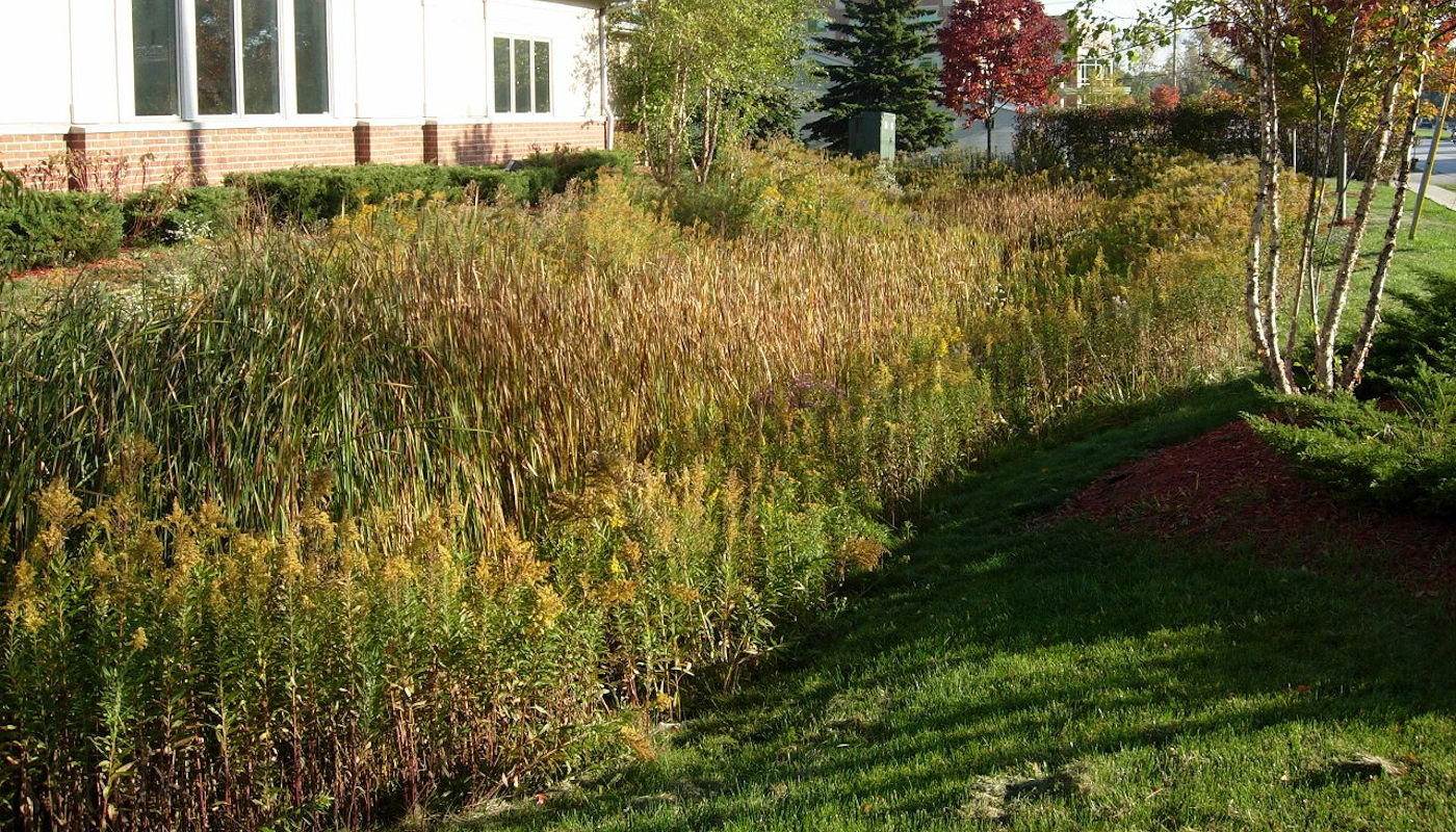 Bioswale Stormwater Management - Naturescape Rainscaping by Texoma Excavation & Construction – Texomaland & North Texas