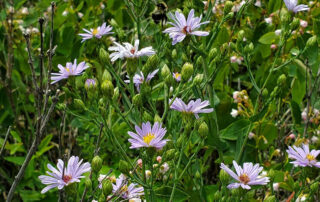 Plants that can Thrive in an Oklahoma or Texas Rain Garden - Wild Bergamot (Monarda fistulosa) - Plants for Rain Gardens - Smooth Blue Aster (Symphyotrichum laeve)- Plants for Rain Gardens