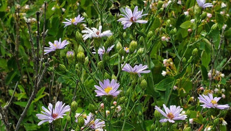 Smooth Blue Aster (Symphyotrichum laeve)- Plants for Rain Gardens