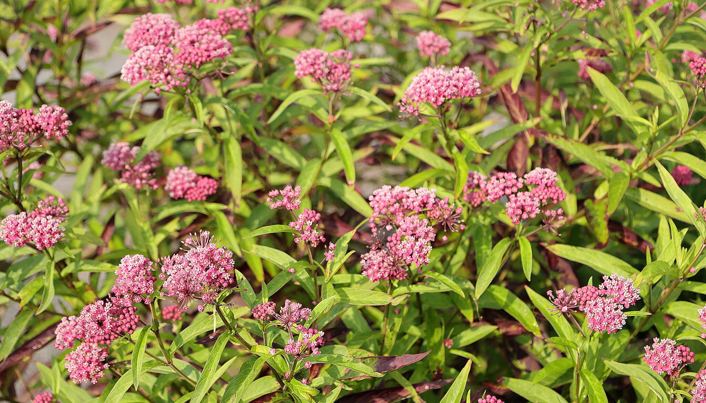 Swamp milkweed (Asclepias incarnata) - Plants for Rain Gardens