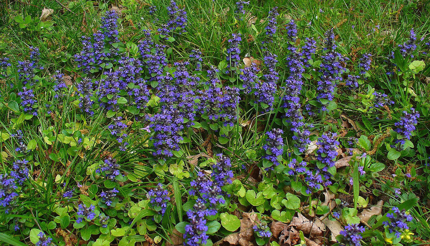 Ajuga (Ajuga reptans), also known as Bugleweed or Carpet Bugle, is a versatile ground cover plant suitable for raingardens in northeast Texas and southeast Oklahoma. - Rain Garden Plants