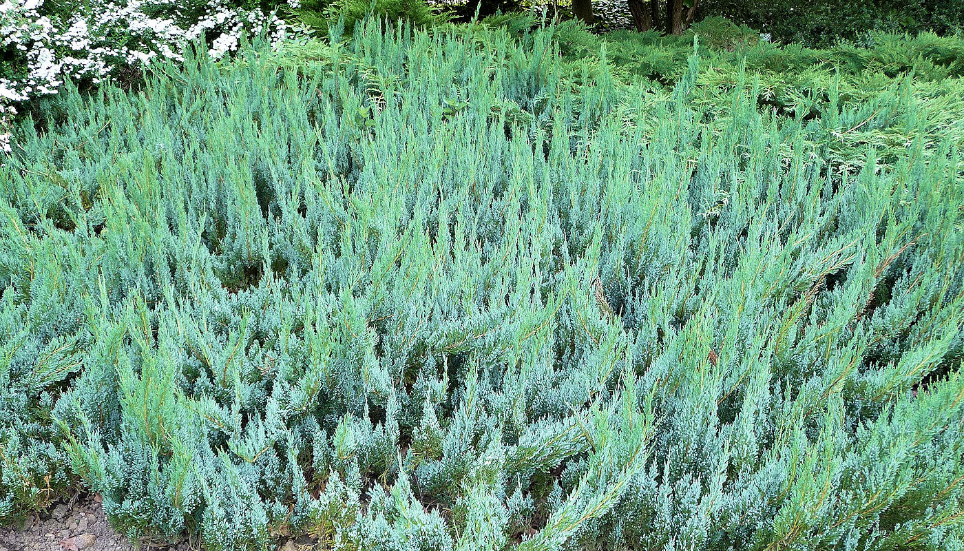 Creeping Junipers (Juniperus horizontalis) are ideal for rainscaping and raingardens in northeast Texas and southeast Oklahoma - Rain Garden Plants