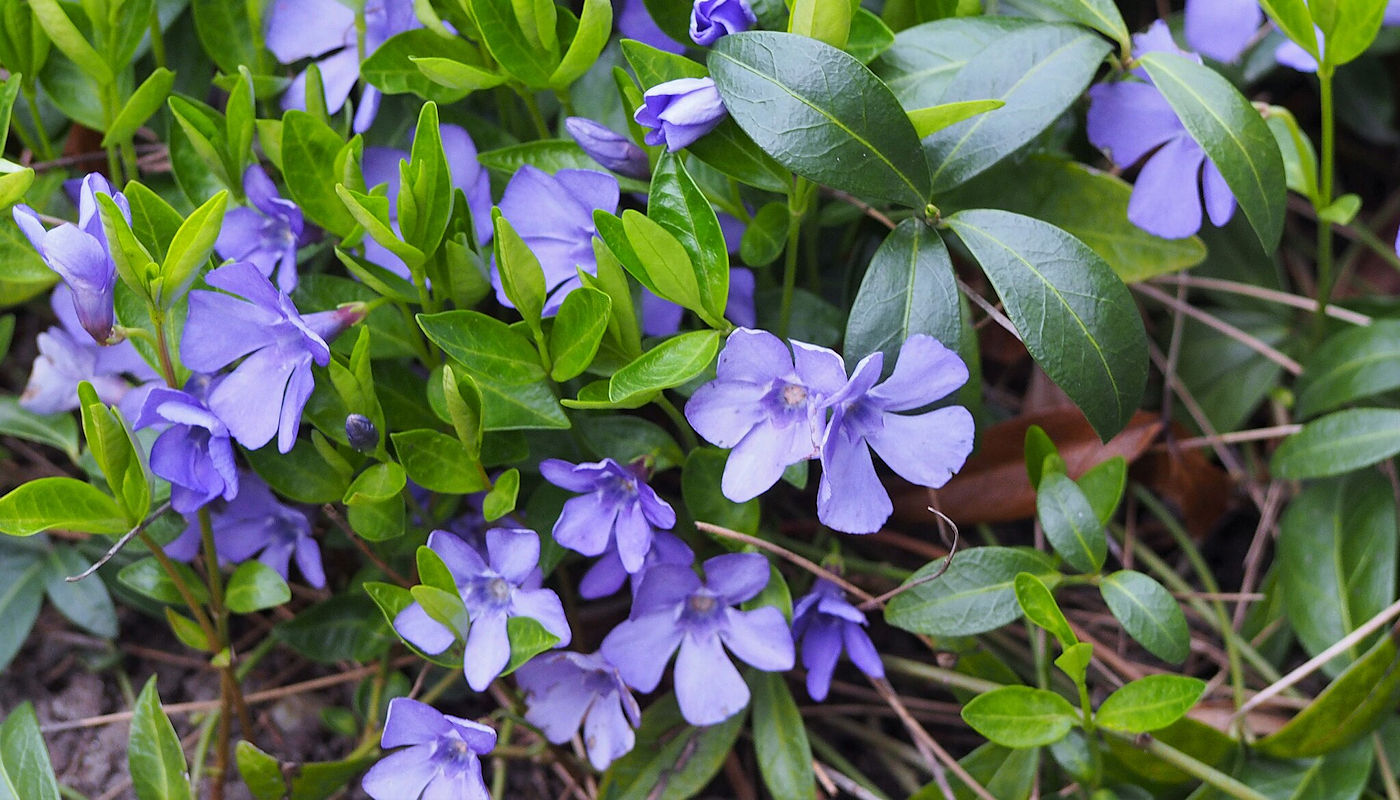Periwinkle (Vinca Minor) is a popular choice for raingardens and rainscaping features - Texas & Oklahoma Rain Garden Plants