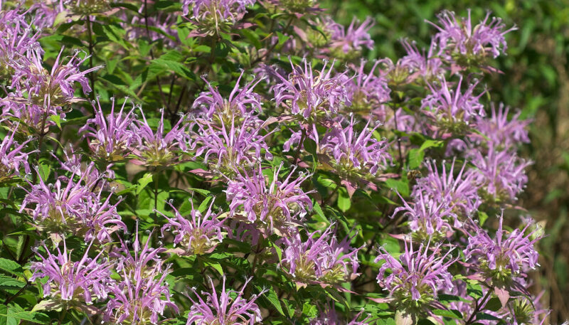 Wild Bergamot (Monarda fistulosa) - Plants for Rain Gardens