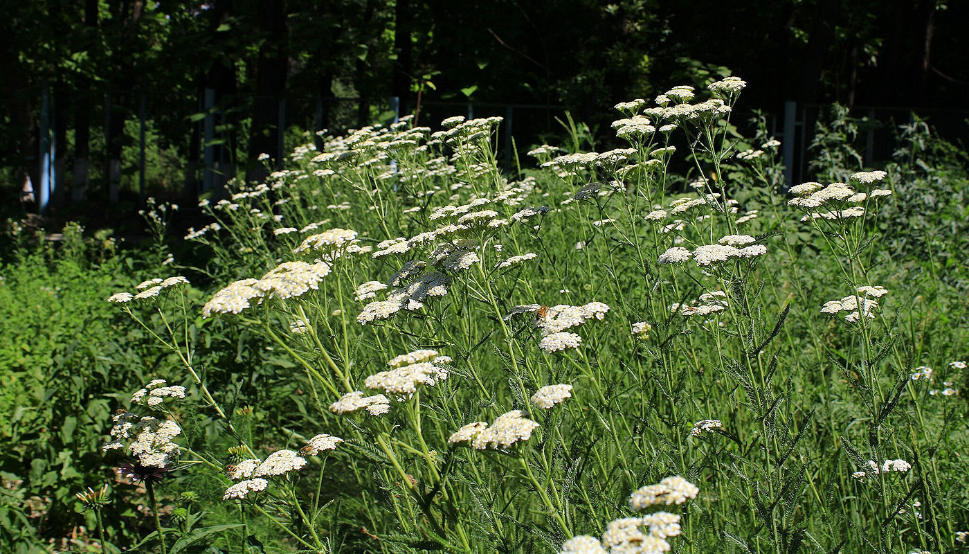 Yarrow (Achillea millefolium) - Texas Rain Garden Plants