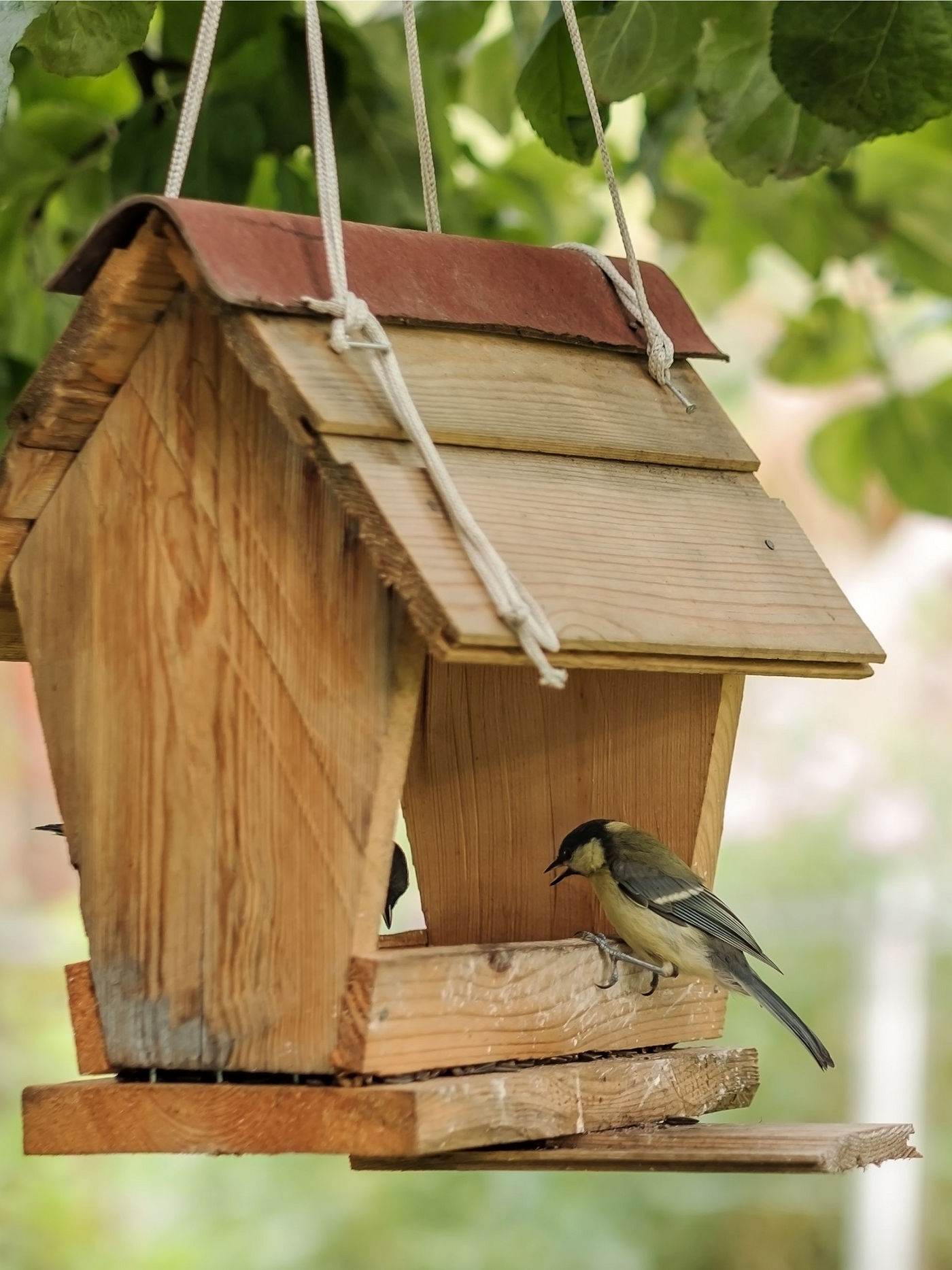 Creating Wildlife Habitat in Your Landscape -Naturescaping from Texoma Excavation & Construction Creating Wildlife Habitat in Your Landscape -Naturescaping from Texoma Excavation & Construction