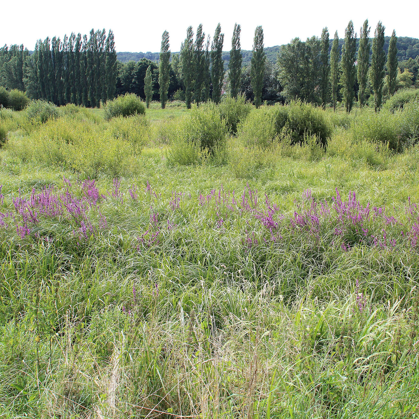 Dry Detention Ponds - Naturescaping by Texoma Excavation & Construction – Texomaland & North Texas