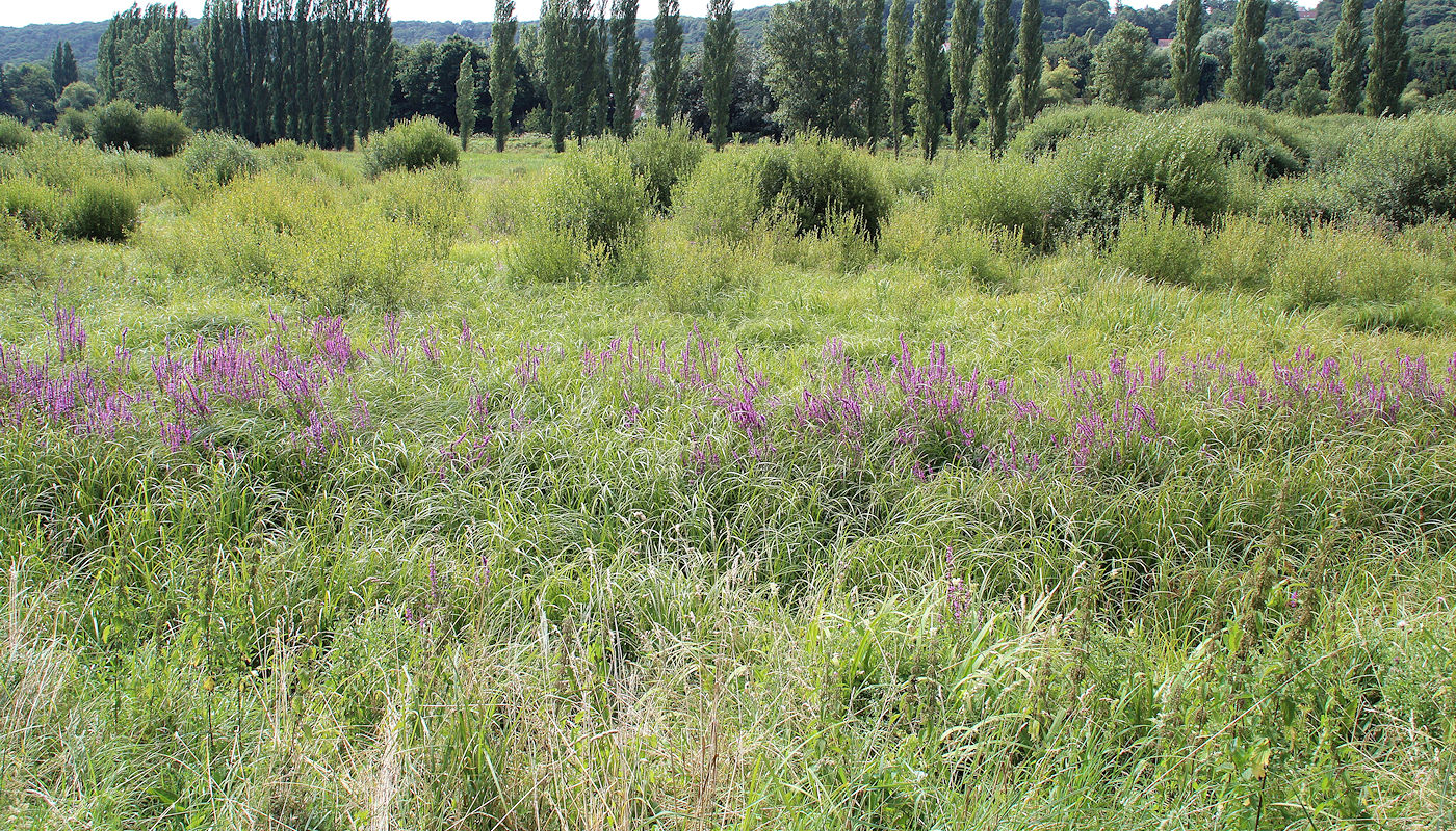 Dry Detention Ponds - Naturescaping by Texoma Excavation & Construction – Texomaland & North Texas