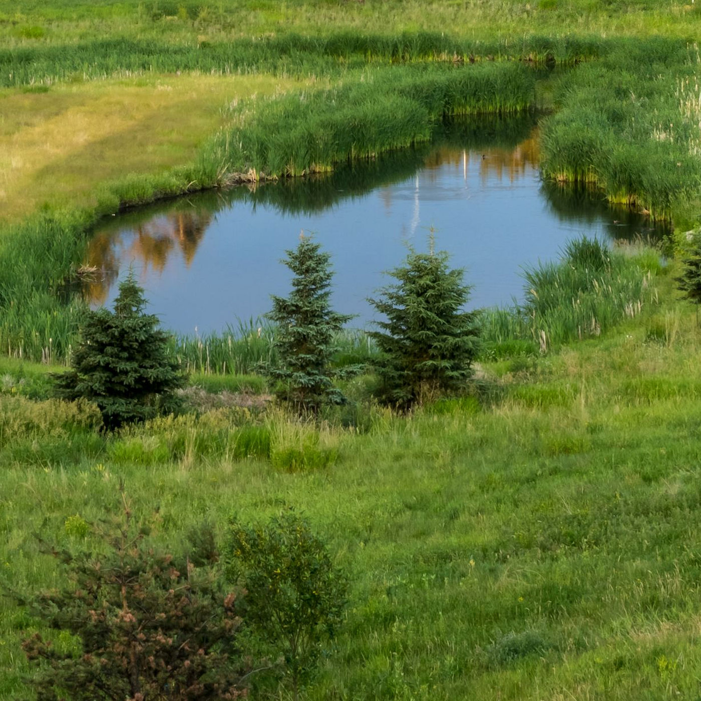 Texoma Excavation & Construction provides Naturescape Landscaping services that will enhance the wildlife habitat features of their property. Wetlands Pond Building - Naturescape Landscaping - Texoma Excavation & Construction – Texomaland & North Texas