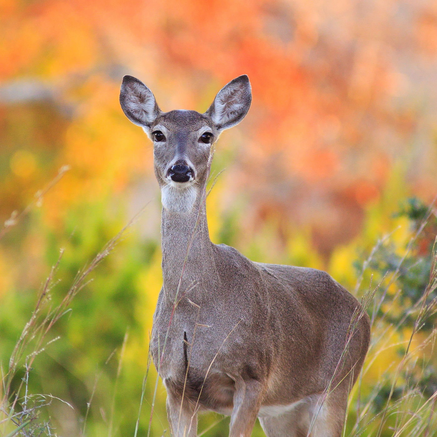 Benefit of Bioswales for Wildlife Habitat - Texoma Excavation & Construction – Texomaland & North Texas