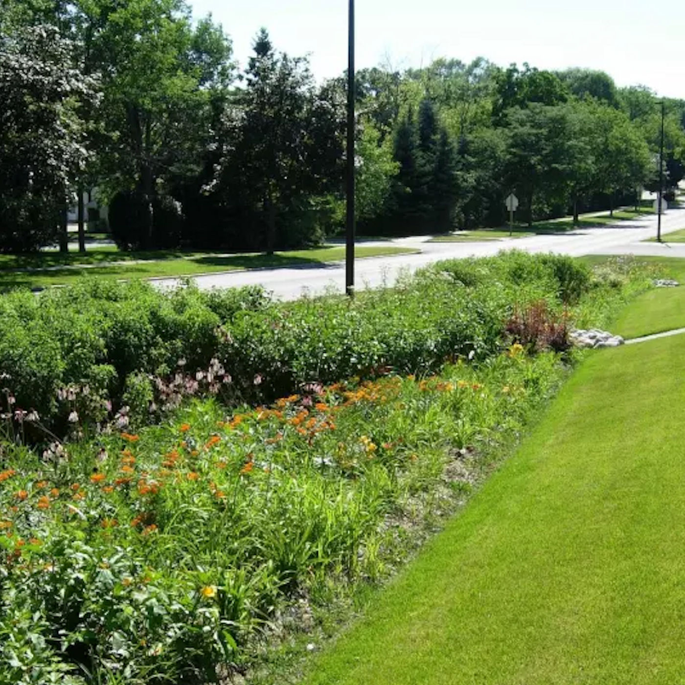 Add a Rain Garden for Drainage Control & Landscaping Beauty – Texomaland & North Texas
