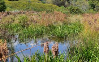 Constructed Stormwater Wetland - Naturescaping by Texoma Excavation & Construction – Texomaland & North Texas