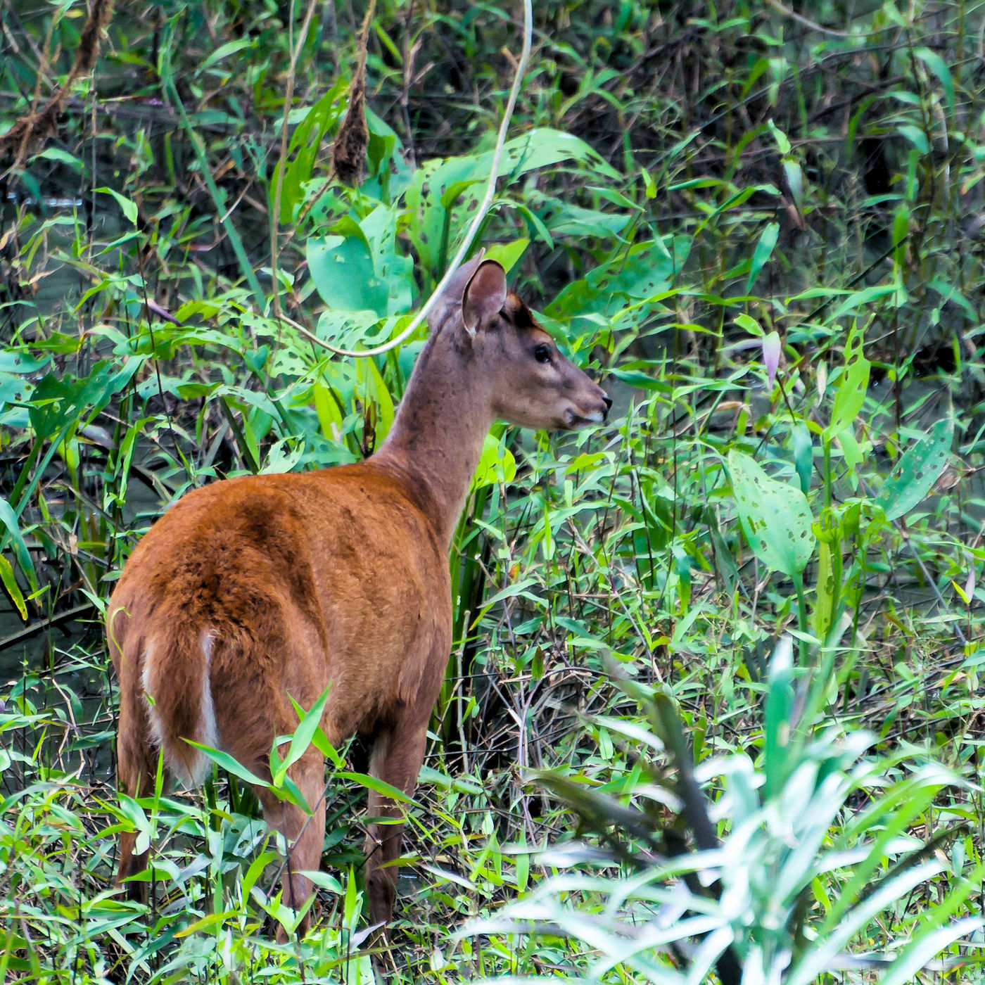 Benefit of Constructed Stormwater Wetland for Wildlife Habitat - Texoma Excavation & Construction – Texomaland & North Texas
