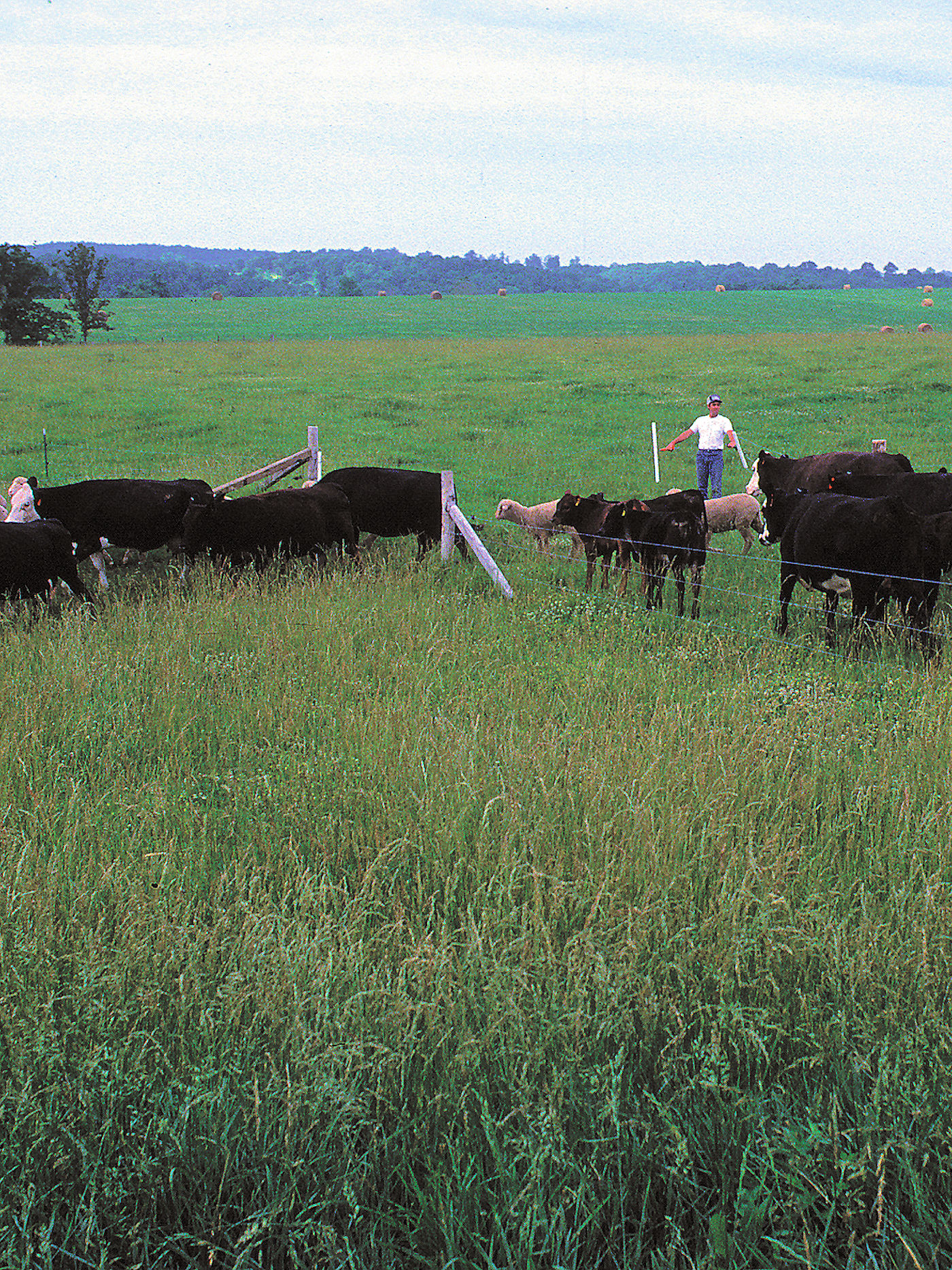 Farm & Ranch Soil Erosion Overgrazing Risk – Using Rotational Grazing – Texoma Excavation & Construction – Texomaland & North Texas Farm & Ranch Soil Erosion Overgrazing Risk - Using Rotational Grazing - Texoma Excavation & Construction – Texomaland & North Texas