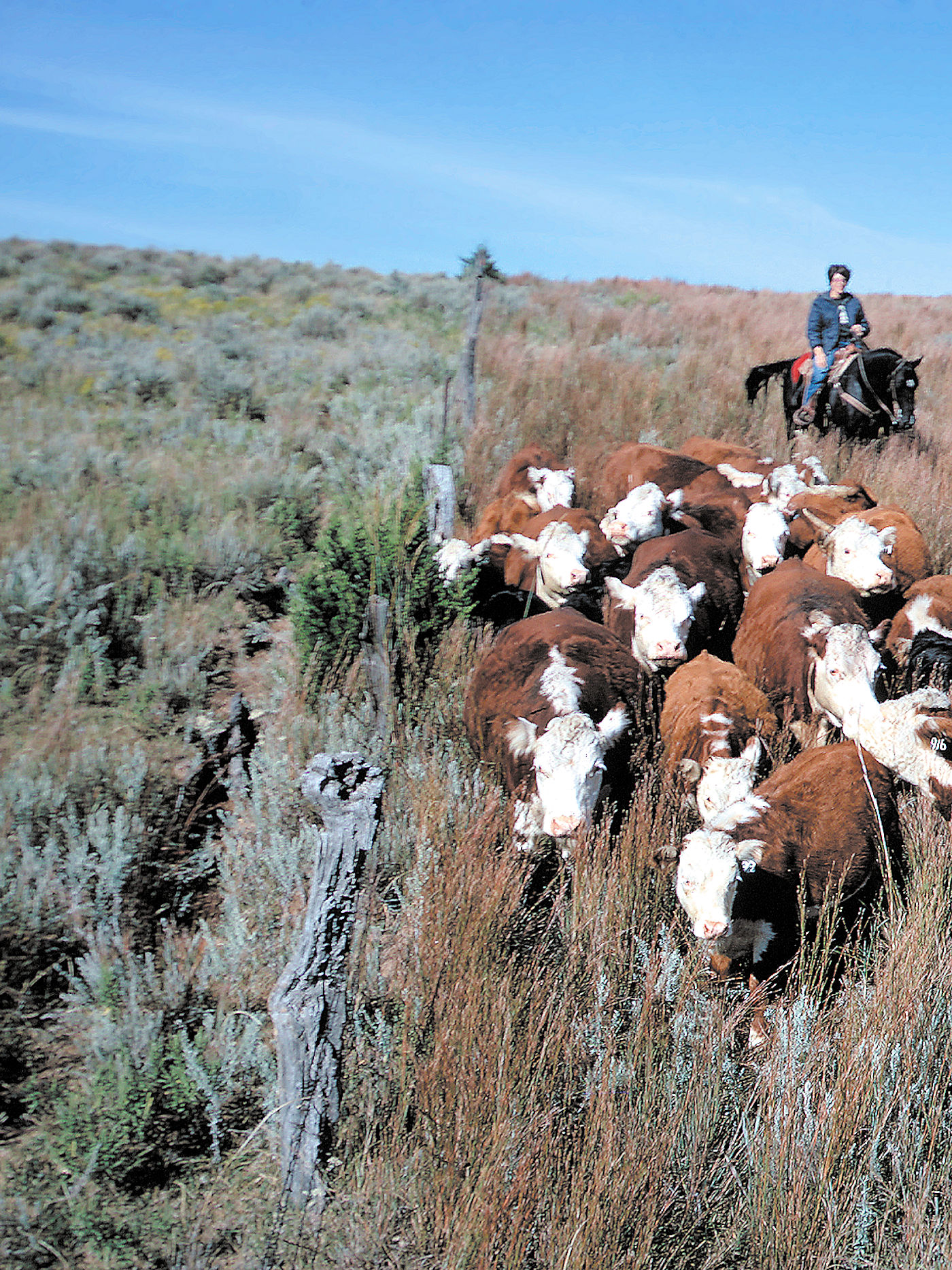Farm & Ranch Soil Erosion Overgrazing Risk – Texoma Excavation & Construction – Texomaland & North Texas Farm & Ranch Soil Erosion Overgrazing Risk - Texoma Excavation & Construction – Texomaland & North Texas