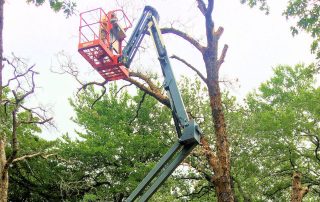 Tree and Branch Clearing and Removal Services – Texomaland & North Texas